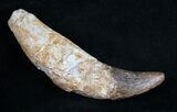 Archaeocete (Primitive Whale) Tooth - Basilosaur #11425-3